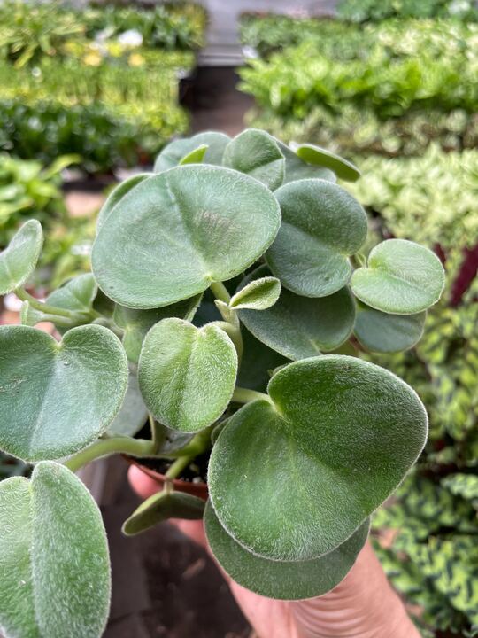 Peperomia 'Felted' potted plant