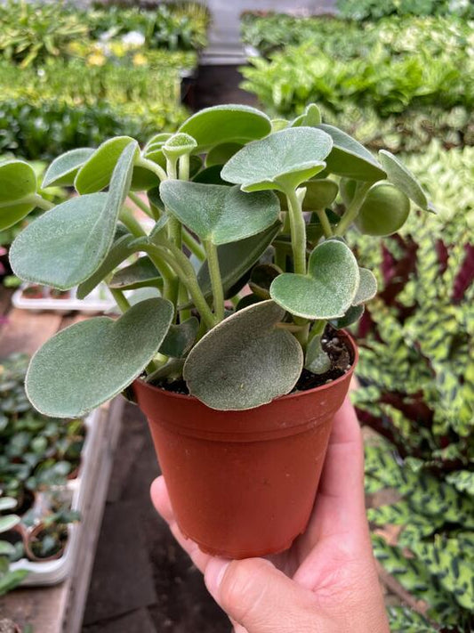 Peperomia 'Felted' potted plant