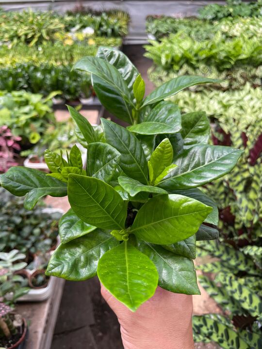 Gardenia 'Bush' potted plant