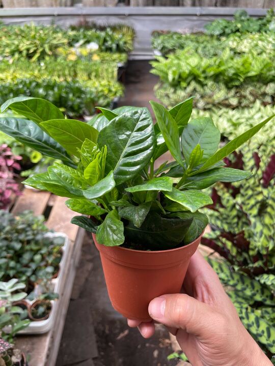 Gardenia 'Bush' potted plant
