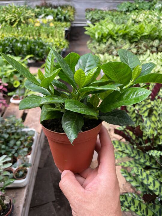 Gardenia 'Bush' potted plant