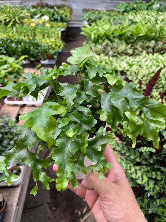 Fern 'Nicolas Diamond' potted plant