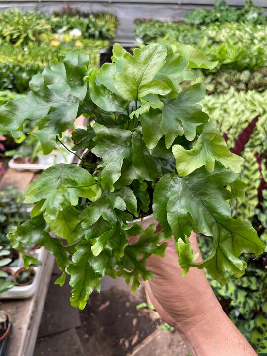 Fern 'Nicolas Diamond' potted plant