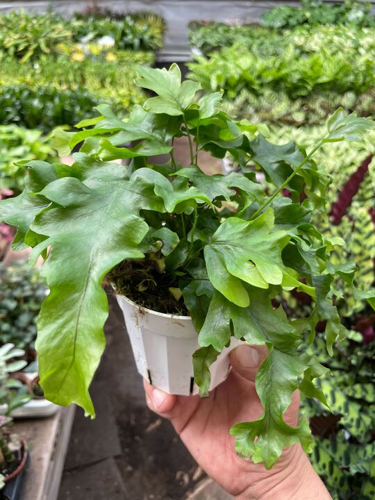 Fern 'Nicolas Diamond' potted plant