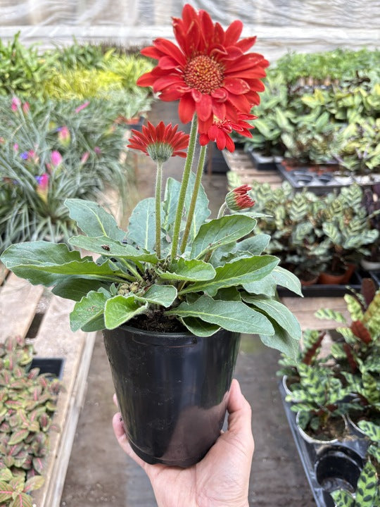 Gerbera Sweet Love Red potted plant