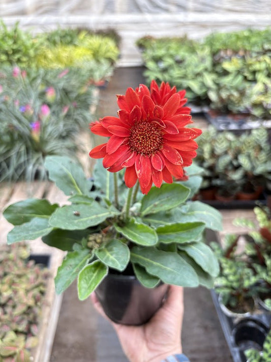 Gerbera Sweet Love Red potted plant
