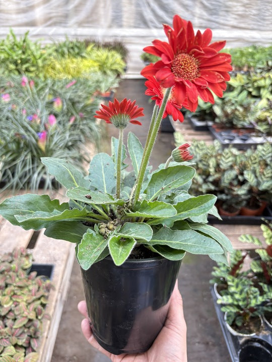 Gerbera Sweet Love Red potted plant