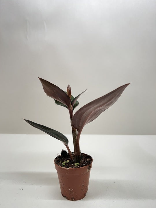 Ludisia Discolor 4" potted plant