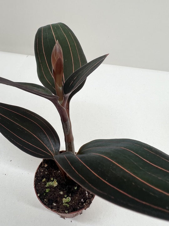 Ludisia Discolor 4" potted plant