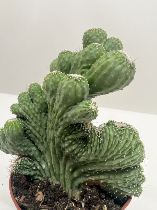 Succulent Cereus Coral Green potted plant
