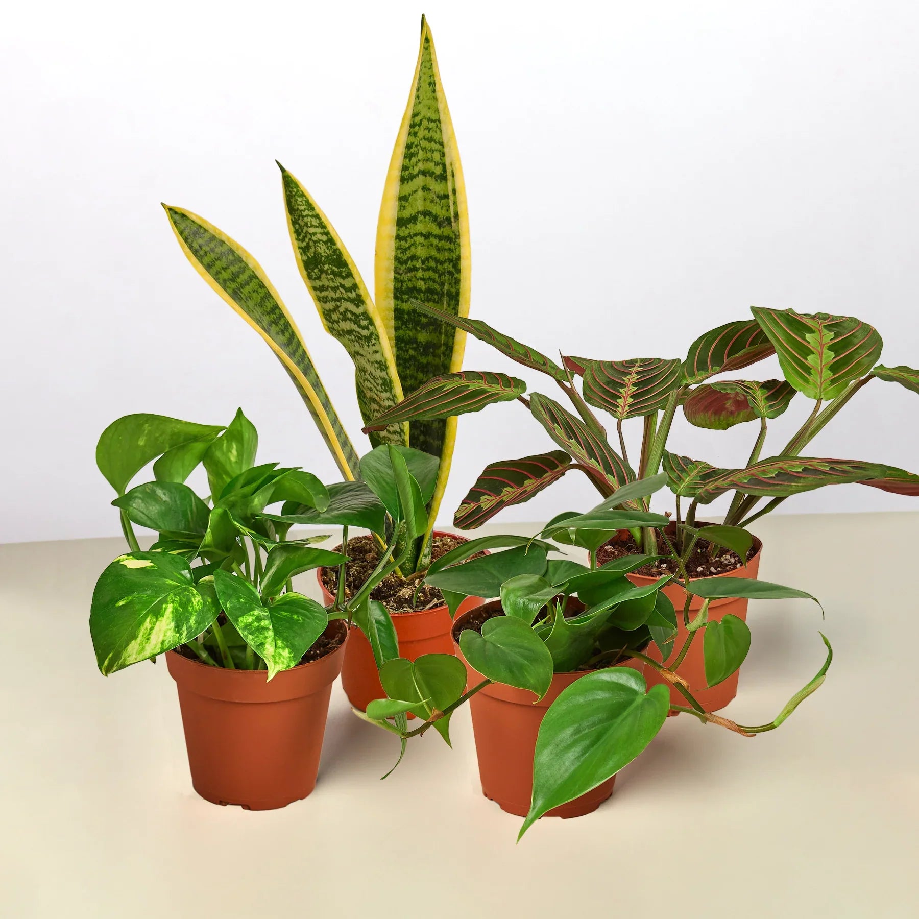 Low Light Bundle 4" potted plant