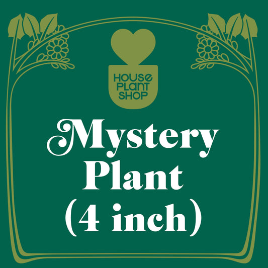 Mystery Flowering Plant potted plant