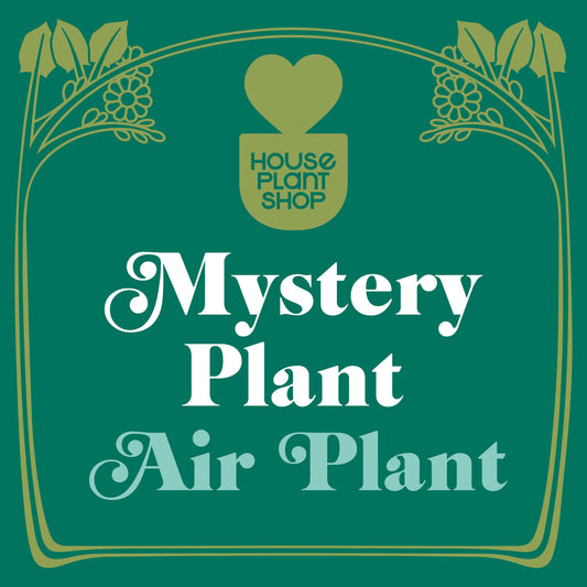 Mystery Air Plant potted plant