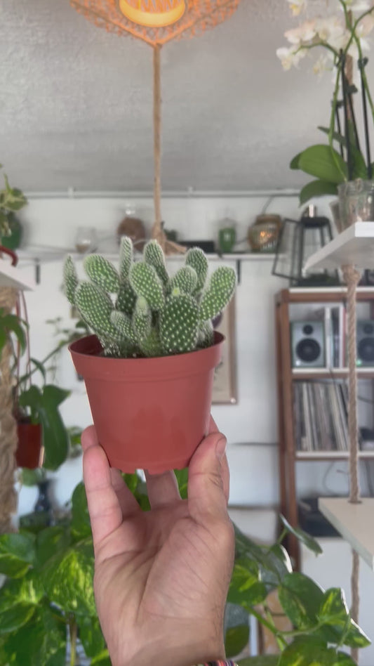 "Bunny Ear Cactus" - Boutique