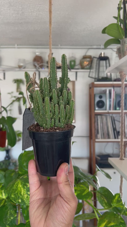 "Fairy Castle" Cactus - Boutique