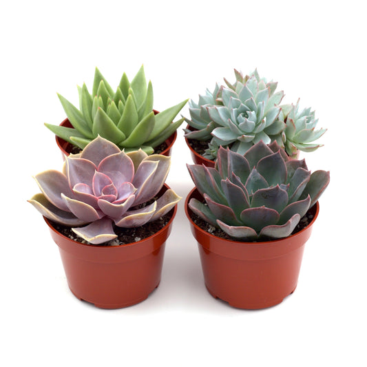 2" Succulent Variety Packs 2" potted plant