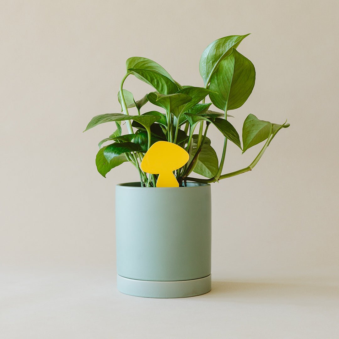 Sticky Traps for Plant Pests potted plant