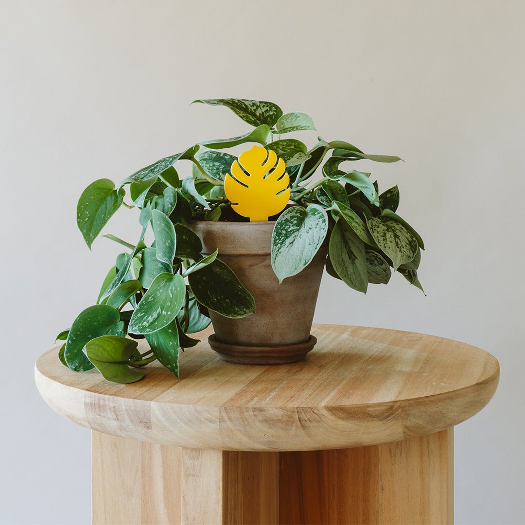 Sticky Traps for Plant Pests potted plant